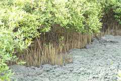 Avicennia marina var. marina